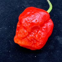 Jigsaw x Moruga - Seeds - The Pepper Pantry (Formerly Marie Sharp's)