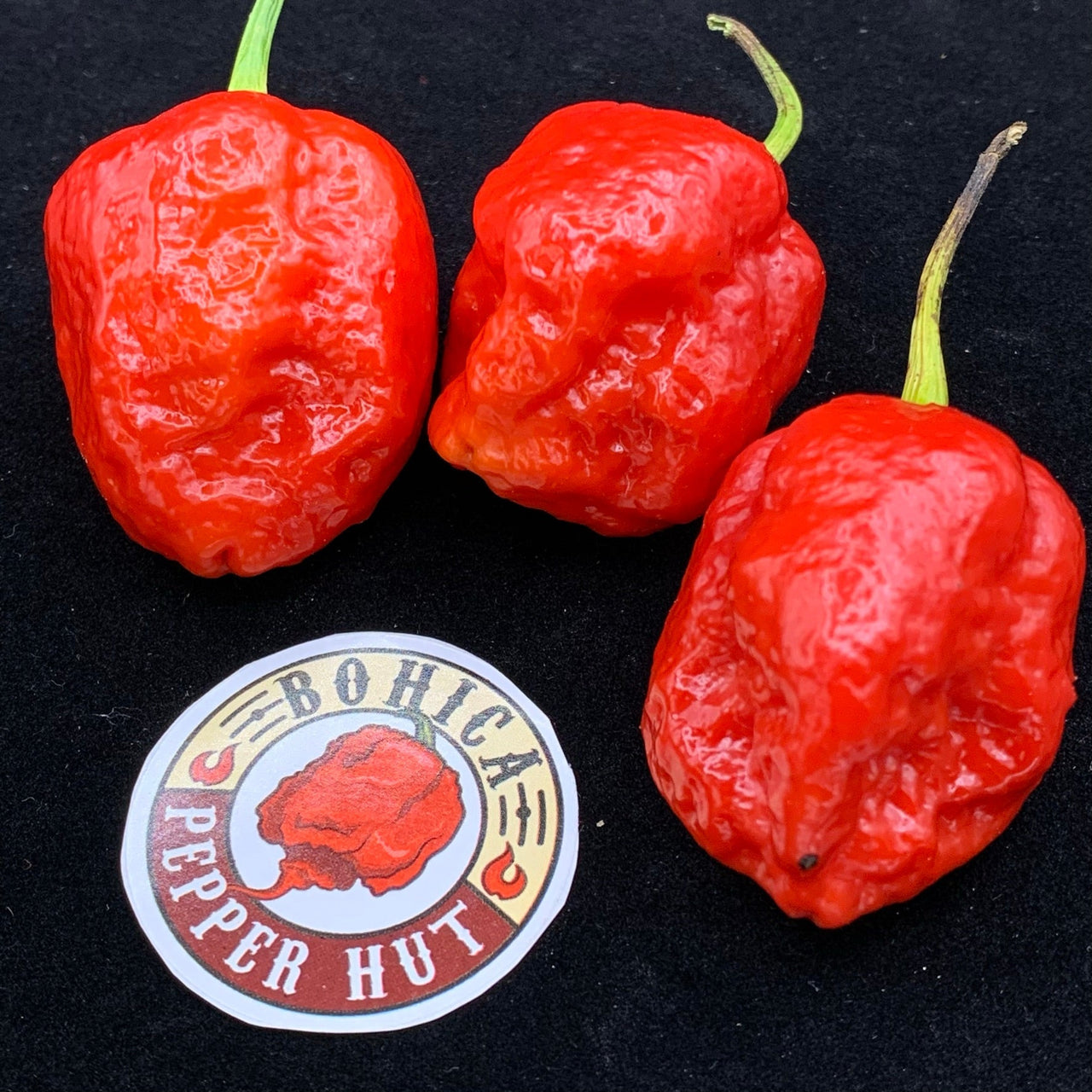 Jigsaw x Moruga - Seeds - The Pepper Pantry (Formerly Marie Sharp's)