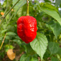 Jigsaw x Moruga - Seeds - The Pepper Pantry (Formerly Marie Sharp's)