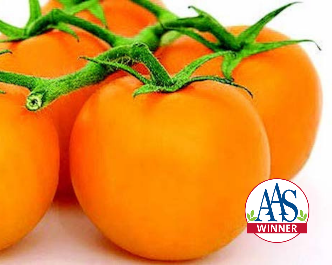 Jubilee Tomato Seeds