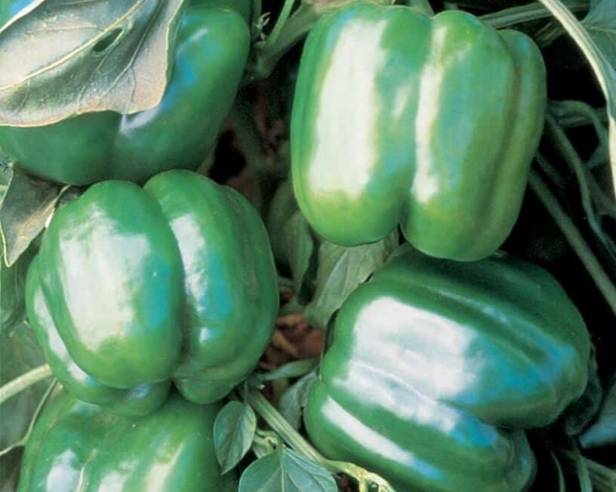Jupiter Bell Pepper Seeds