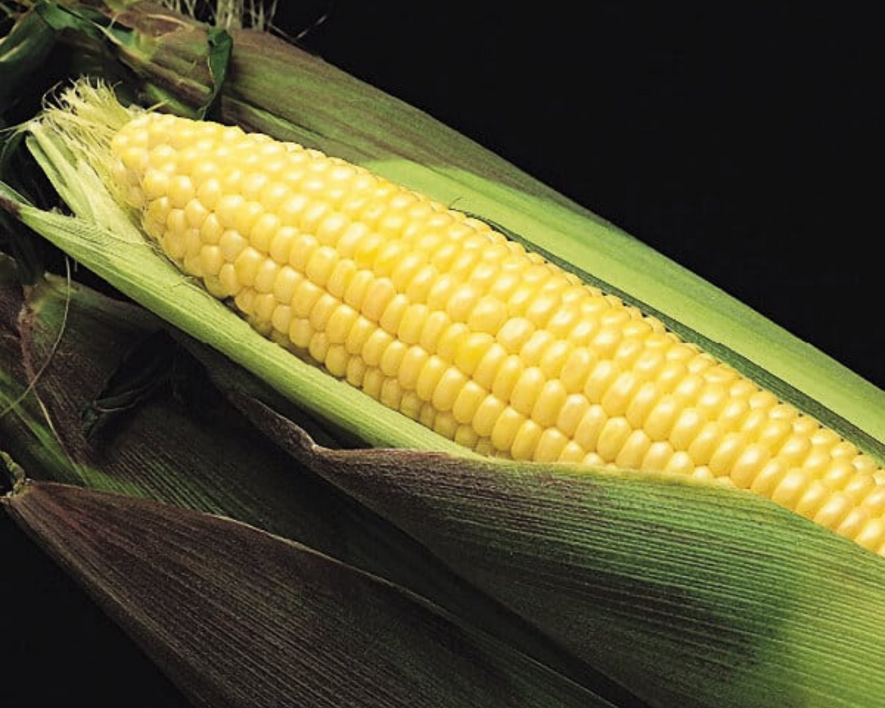 Kandy Korn EH (yellow se) Hybrid Sweet Corn Seeds