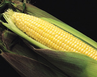 Kandy Korn EH (yellow se) Hybrid Sweet Corn Seeds