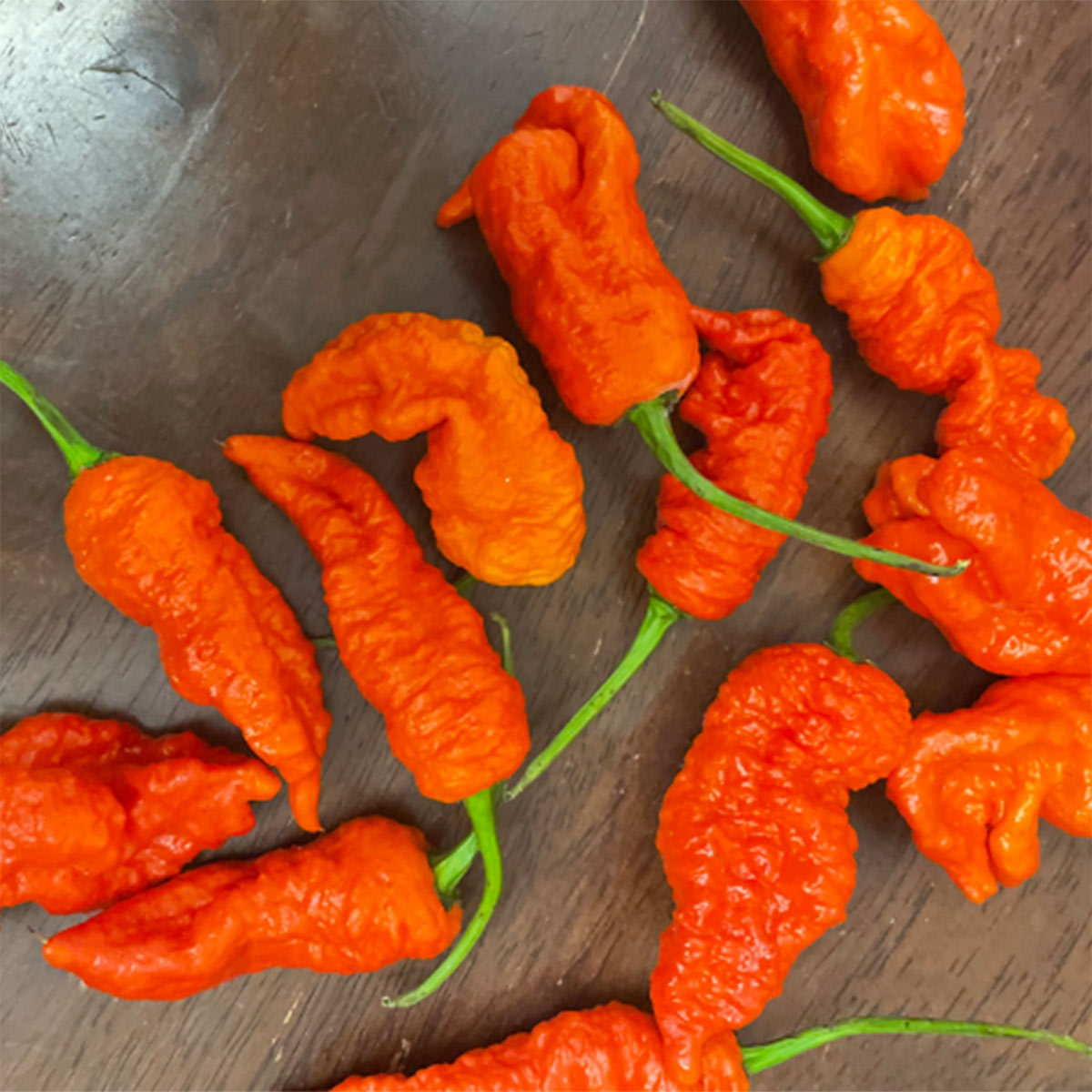 KAOS X Purple Reaper Pepper Seeds