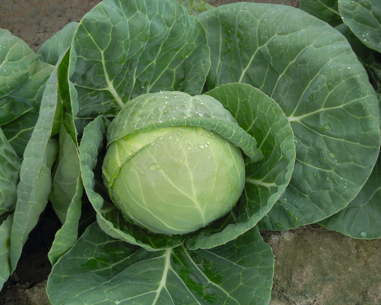 Katarina Hybrid Cabbage Seeds