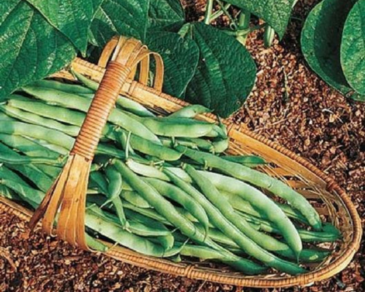 Bush Kentucky Wonder 125 Bean Seeds