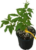 Prolific Kiwi Hardy Plant - Sweet, Tangy Fruits for Your Garden