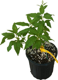 Prolific Kiwi Hardy Plant - Sweet, Tangy Fruits for Your Garden