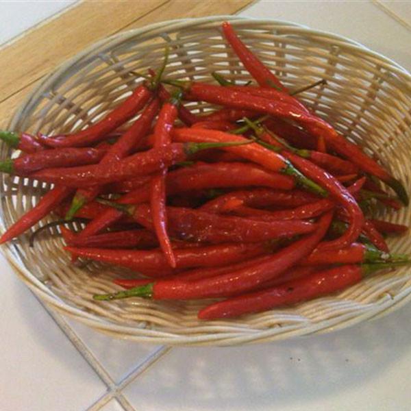 Kung Pao Pepper Seeds (Non - Isolated)