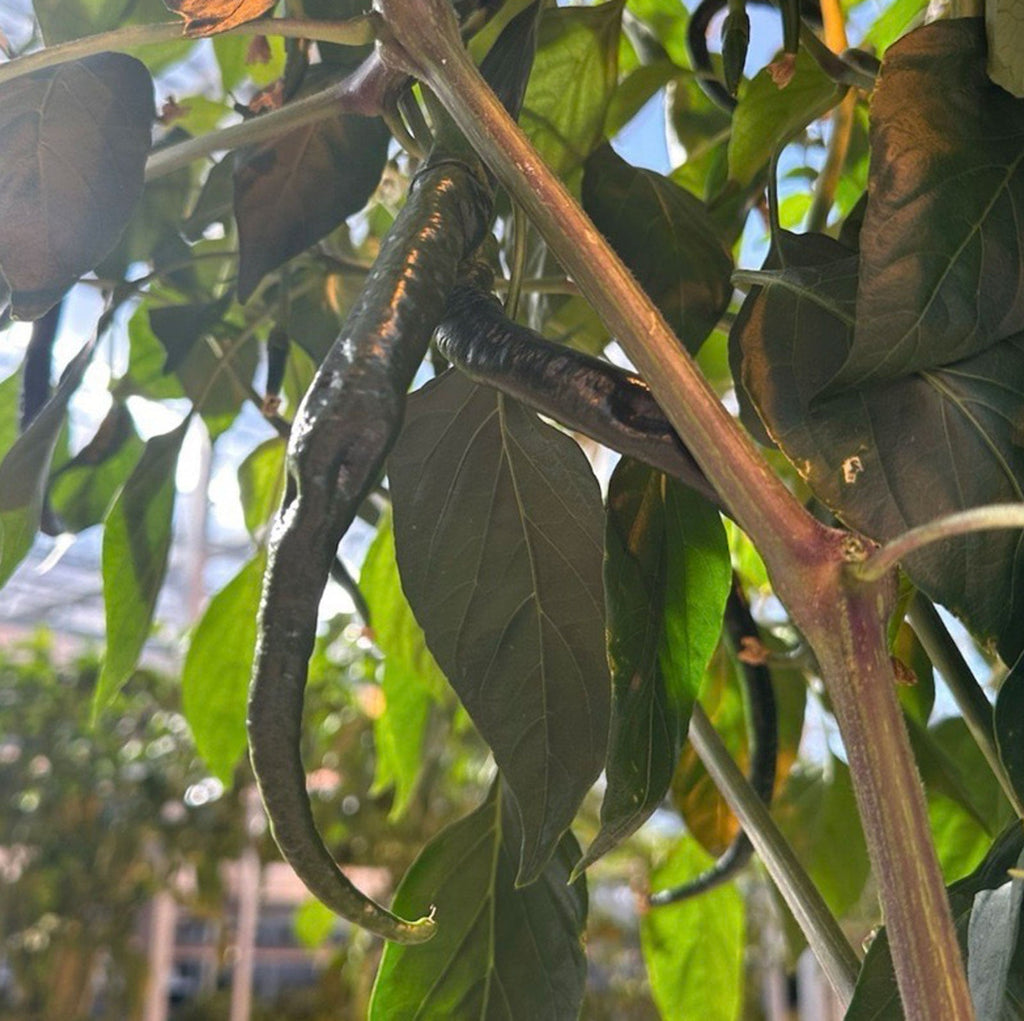 Kung Pao Pepper Seeds (Non - Isolated)
