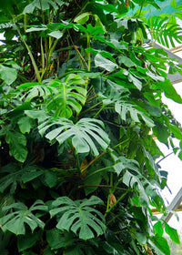 Monstera, Swiss Cheese Plant (Monstera deliciosa)