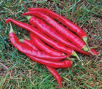 Cayenne Large Red Thick Hot Pepper Seeds