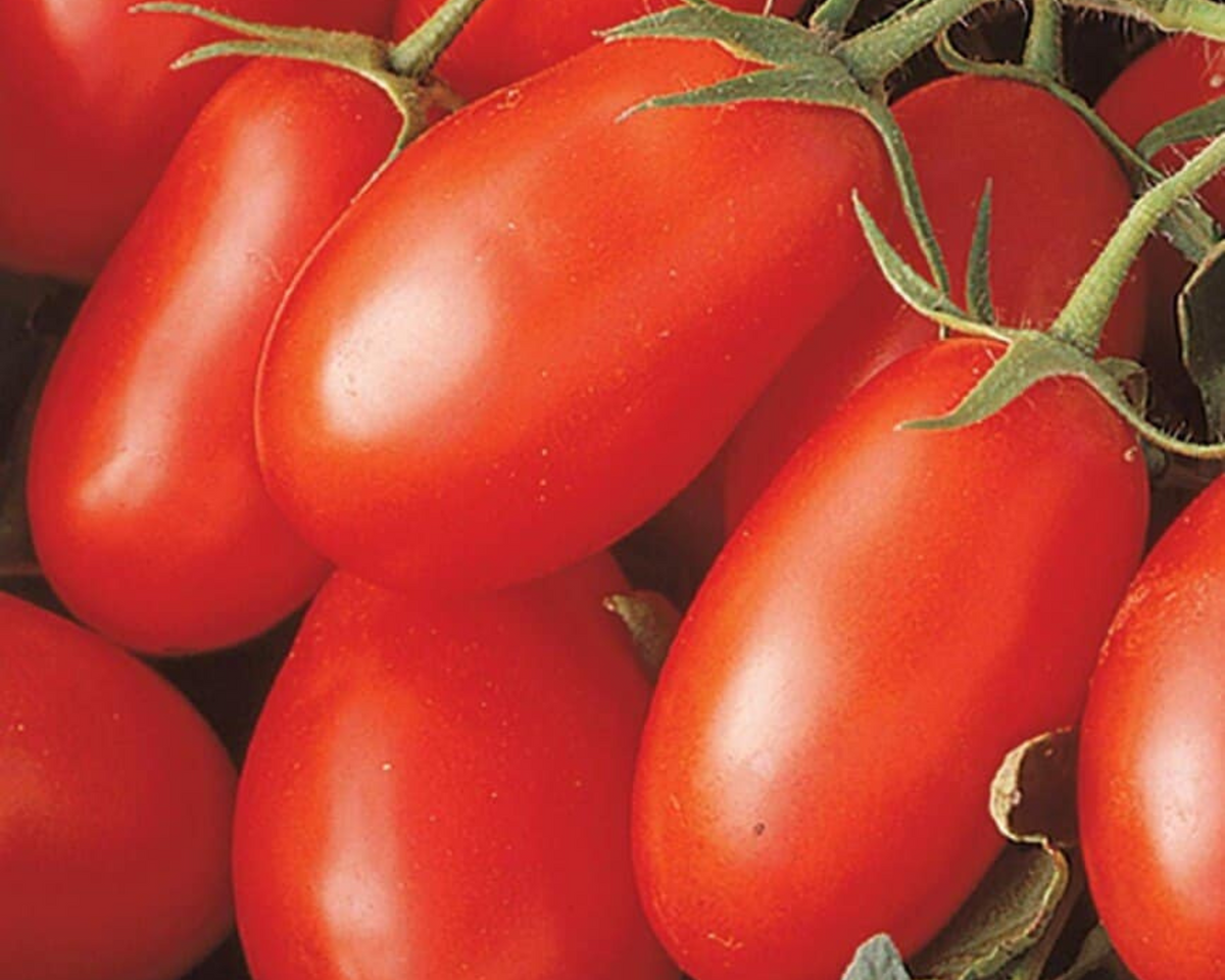 La Roma III Hybrid Tomato Seeds