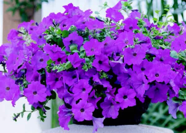 Lavender Wave Seeds