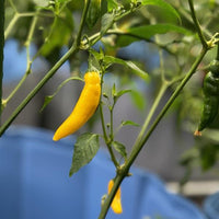 Lemon Drop Pepper Seeds - The Pepper Pantry (Formerly Marie Sharp's)