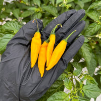 Lemon Drop Pepper Seeds - The Pepper Pantry (Formerly Marie Sharp's)