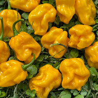 Lemon Habanero - Seeds - The Pepper Pantry (Formerly Marie Sharp's)