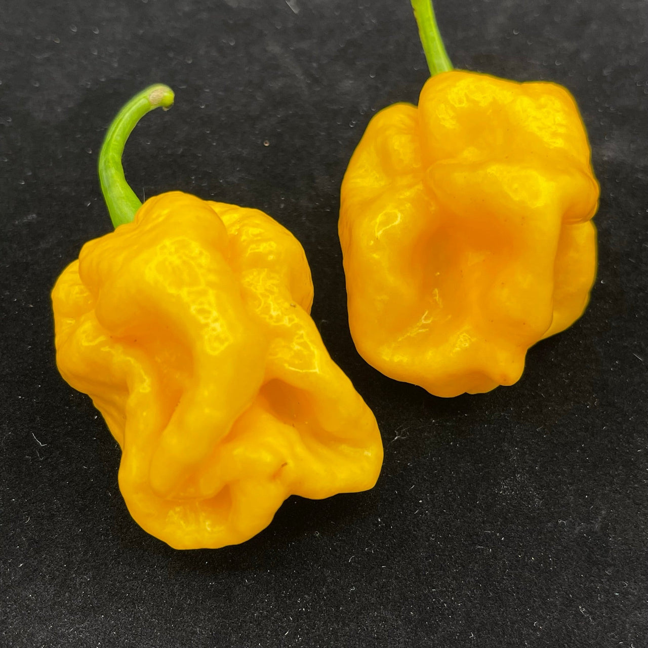 Lemon Habanero - Seeds - The Pepper Pantry (Formerly Marie Sharp's)
