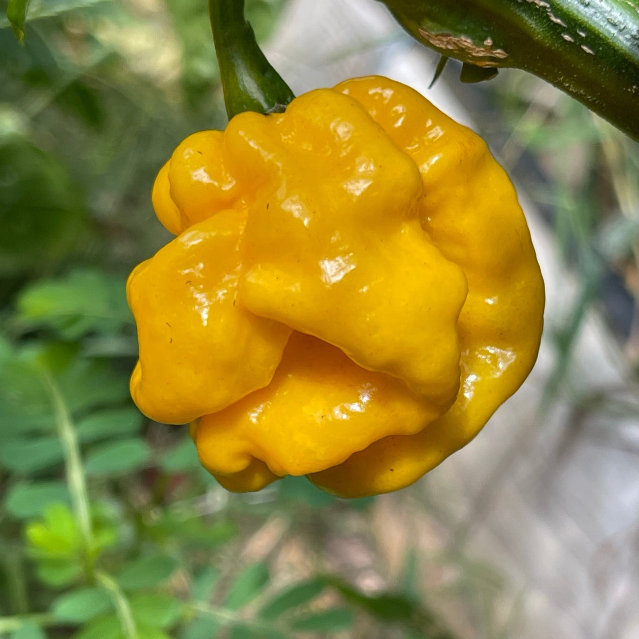 Lemon Habanero - Seeds - The Pepper Pantry (Formerly Marie Sharp's)