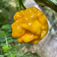 Lemon Habanero - Seeds - The Pepper Pantry (Formerly Marie Sharp's)