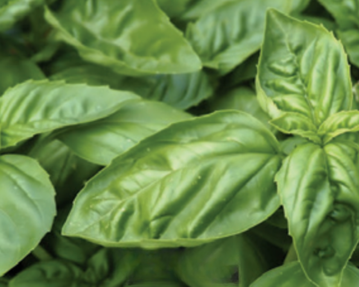 Lemon Basil Seeds