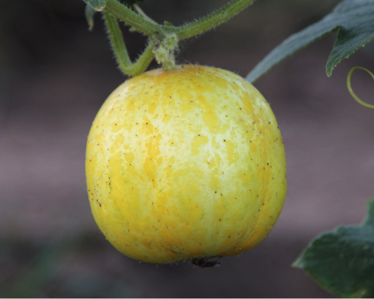 Lemon Cucumber Seeds