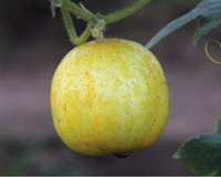Lemon Cucumber Seeds