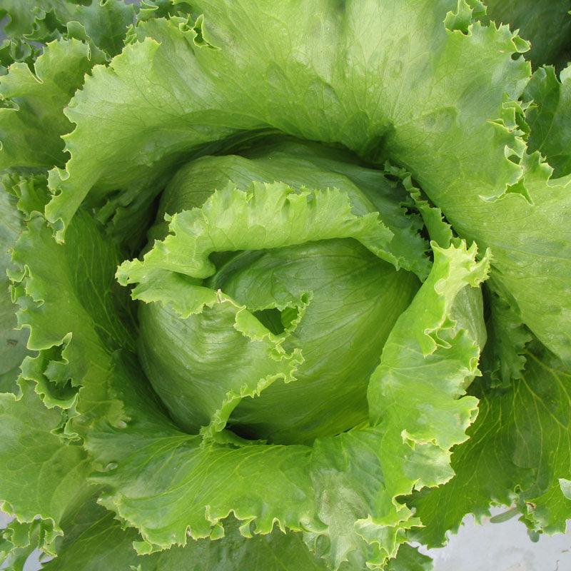 Iceberg Superior Lettuce Seeds (Organic)