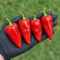 Leutschauer Pepper Seeds