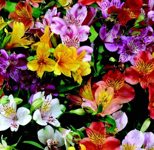 Ligtu Hybrids Alstroemeria Seeds