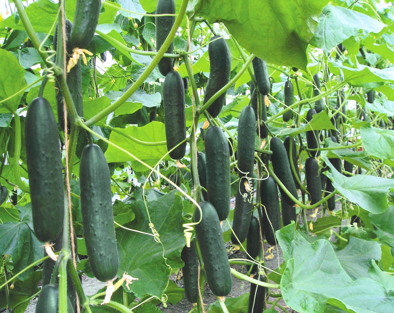 Lisboa Hybrid Cucumber Seeds