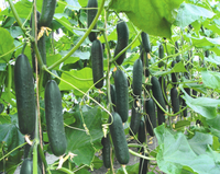 Lisboa Hybrid Cucumber Seeds