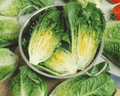 Little Caesar Lettuce Seeds