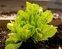 Little Gem Lettuce Seeds
