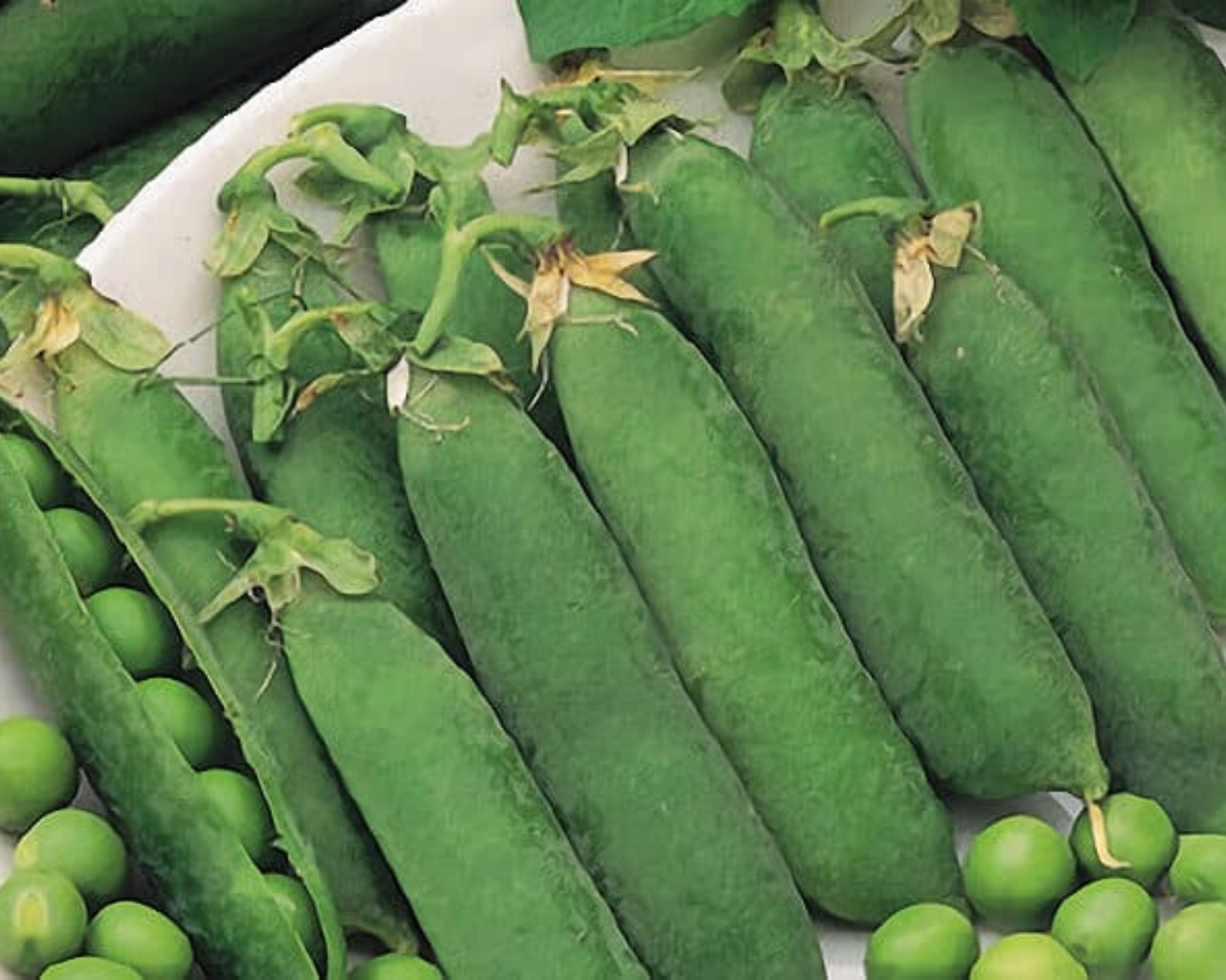 Little Marvel Pea Seeds