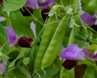 Little Snowpea Purple Seeds