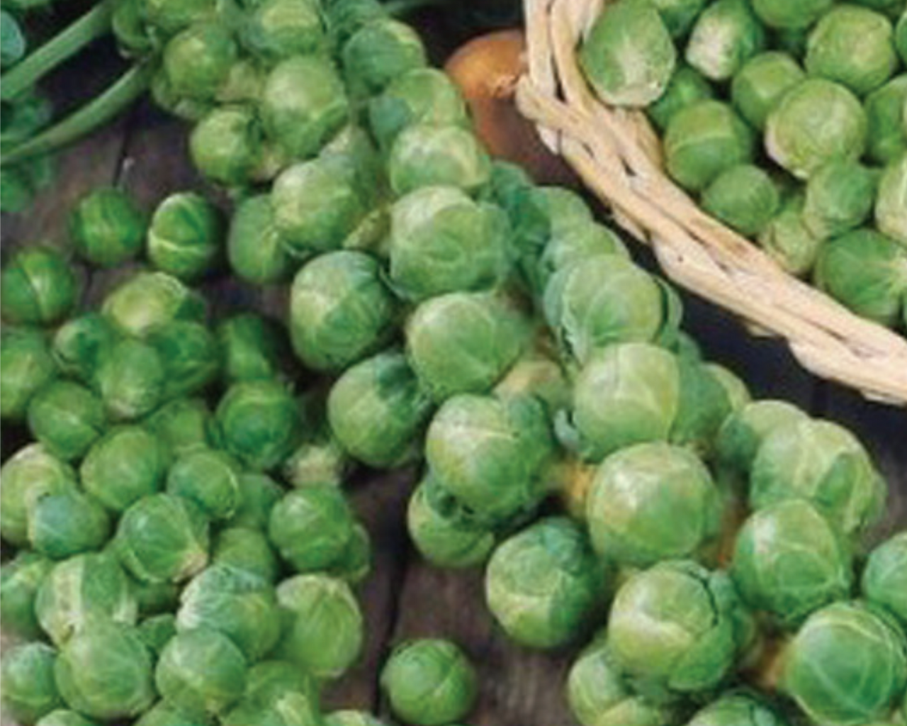 Long Island Improved Brussels Sprout Seeds
