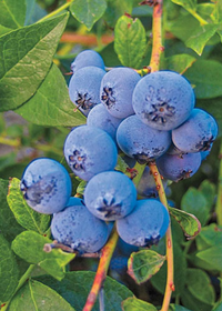 Blueberry 'Biloxi' (Vaccinium darrowii)
