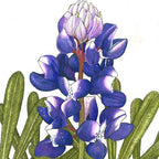 Lupine, Arroyo Blue (1/4 lb)
