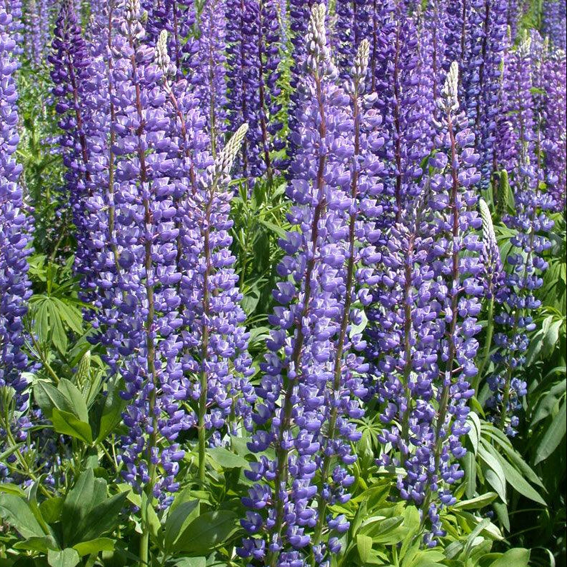 Lupine, Arroyo Blue (1/4 lb)