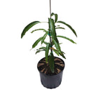 Maha Chanok Mango Tree, Grafted