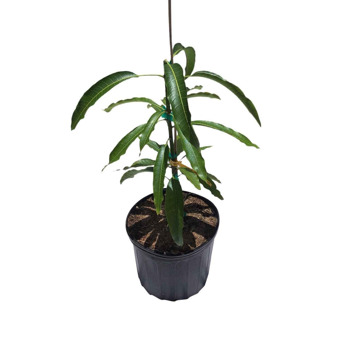 Maha Chanok Mango Tree, Grafted