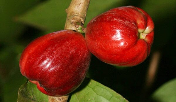 Malay Apple Otaheite Apple – (Airlayered) Fruit Tree for Sale