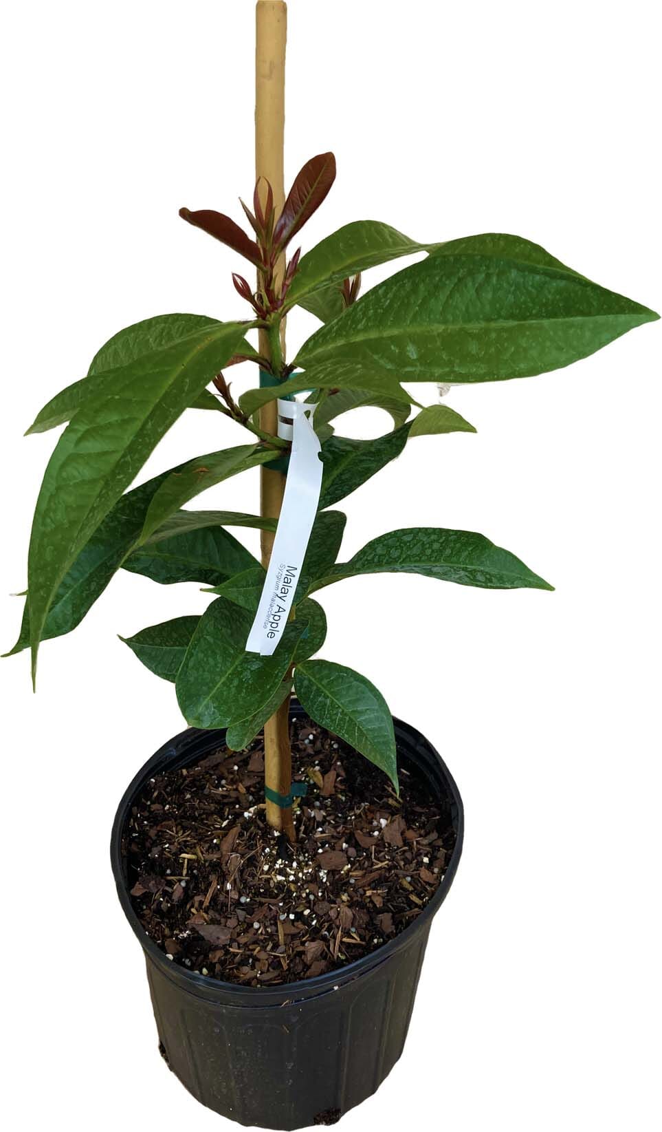 Malay Apple Otaheite Apple – (Airlayered) Fruit Tree for Sale