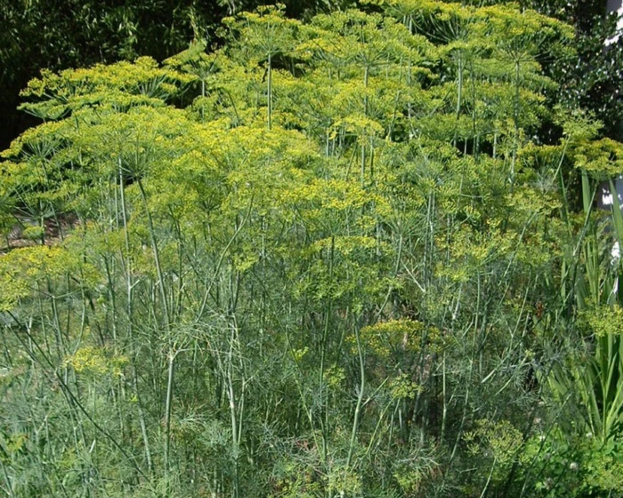 Mammoth Long Island Dill Seeds
