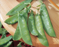 Mammoth Melting Sugar Pea Seeds