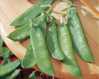 Mammoth Melting Sugar Pea Seeds