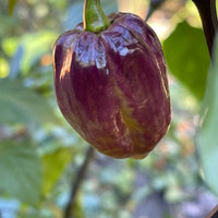 M.A.M.P. Purple BerryGum - Seeds - The Pepper Pantry (Formerly Marie Sharp's)