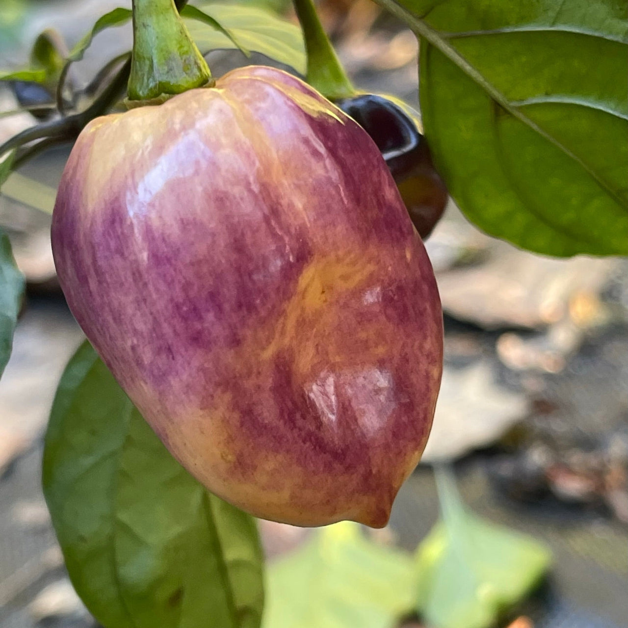 M.A.M.P. Purple BerryGum - Seeds - The Pepper Pantry (Formerly Marie Sharp's)