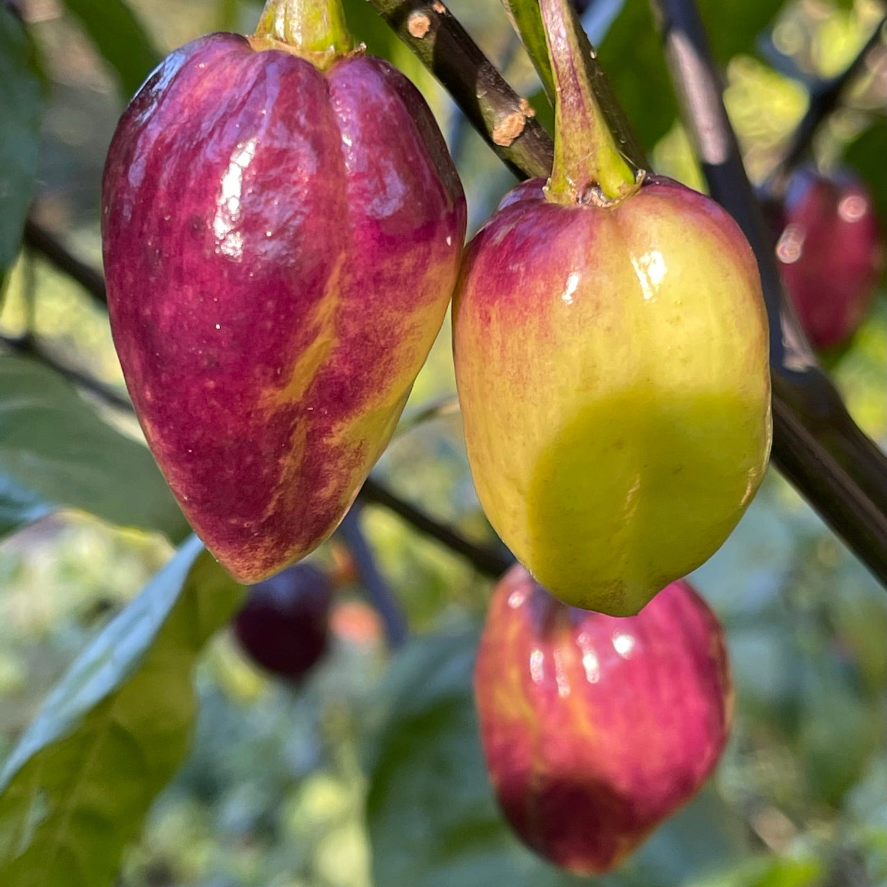 M.A.M.P. Purple BerryGum - Seeds - The Pepper Pantry (Formerly Marie Sharp's)